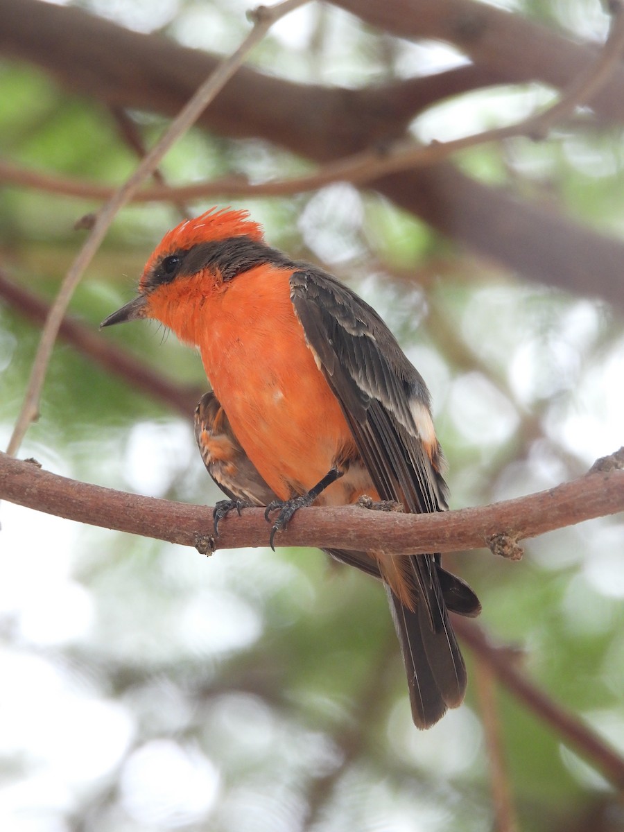 Vermilion Flycatcher - ML622285199