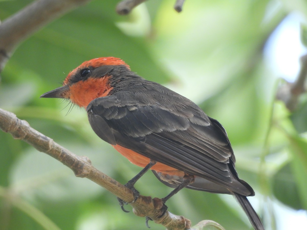 Vermilion Flycatcher - ML622285247