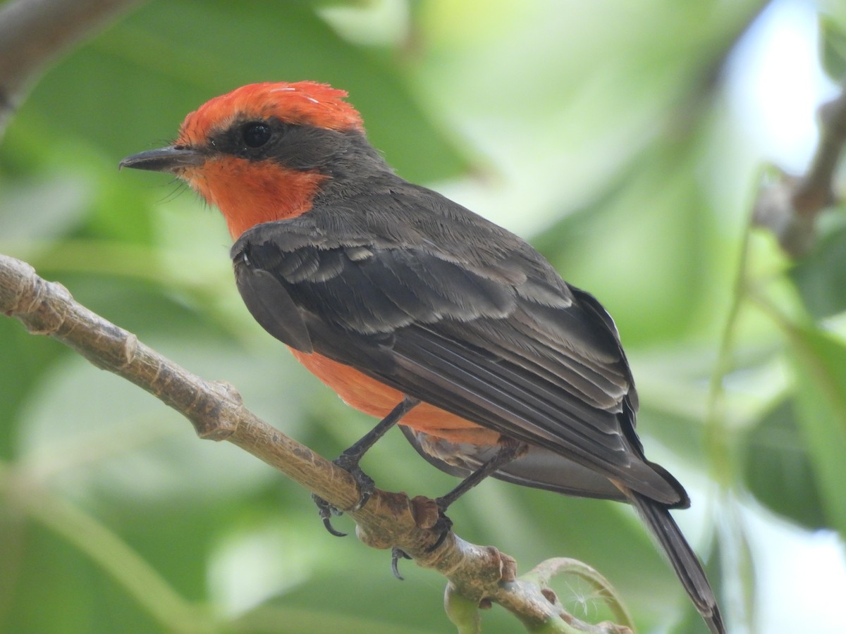 Vermilion Flycatcher - ML622285248