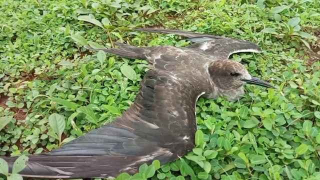 Sooty Tern - ML622285266