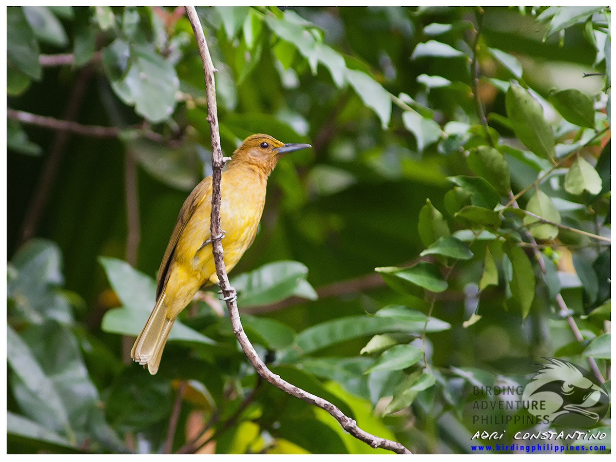 Yellowish Bulbul - Adrian Constantino