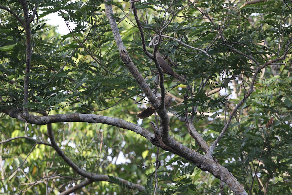 Flores Sea Cuckoo-Dove - James Eaton