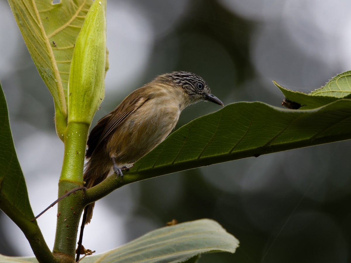 Brown Tit-Babbler - ML622285375