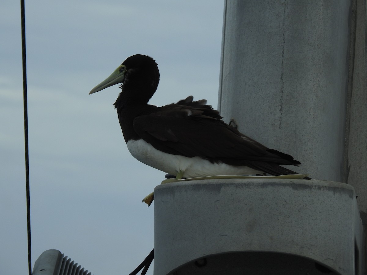 Brown Booby - ML622285434