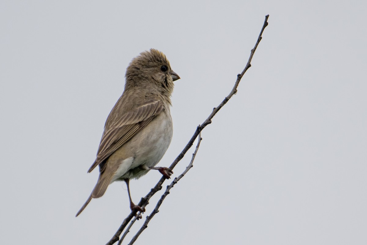 Common Rosefinch - ML622285438