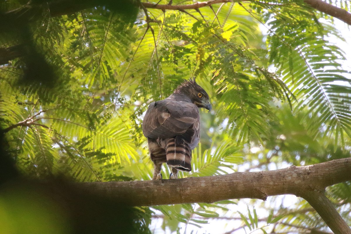 Philippine Hawk-Eagle - ML622285439