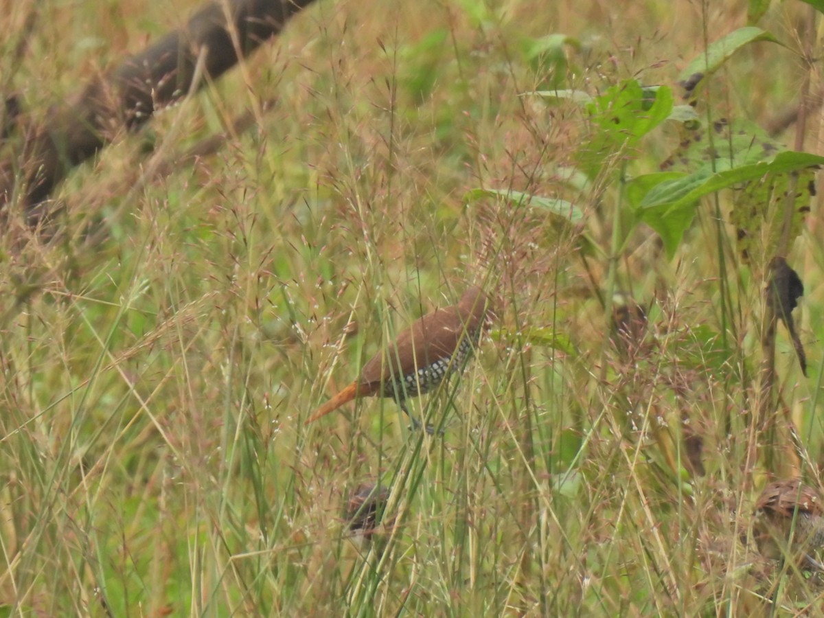 Scaly-breasted Munia - ML622285440