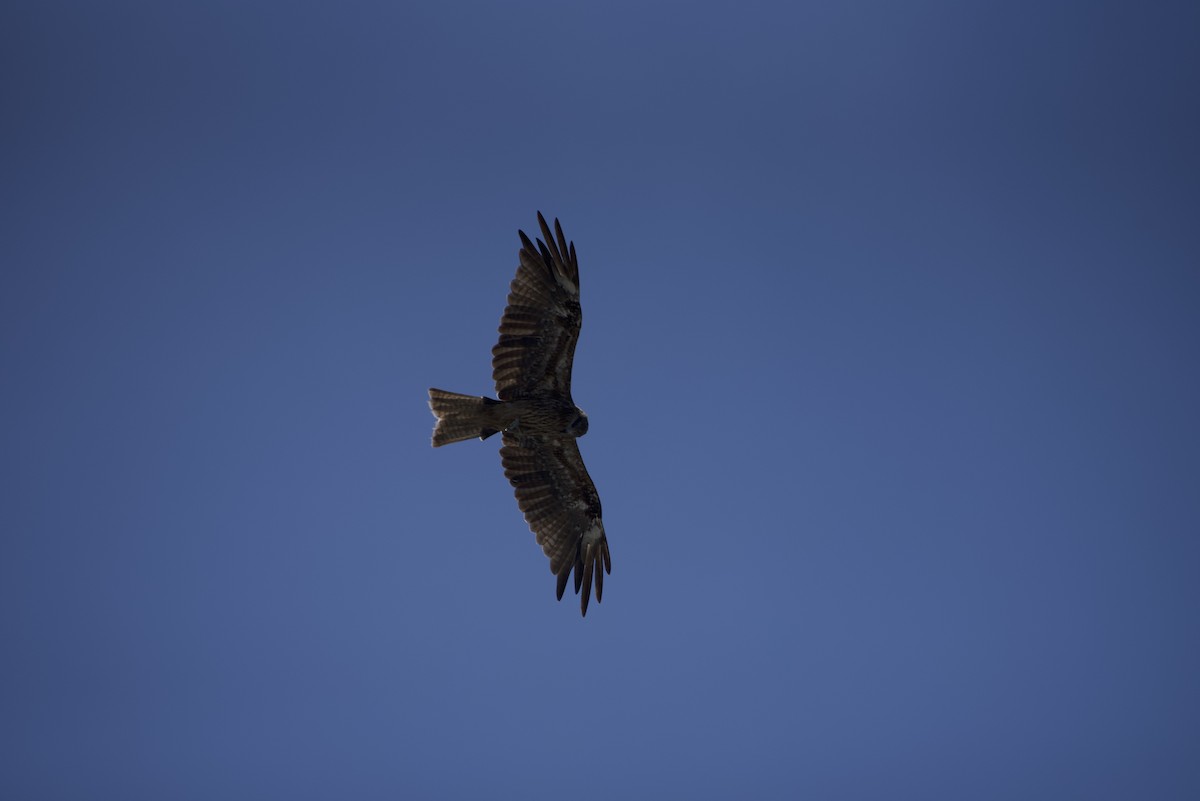 Black Kite - ML622285443