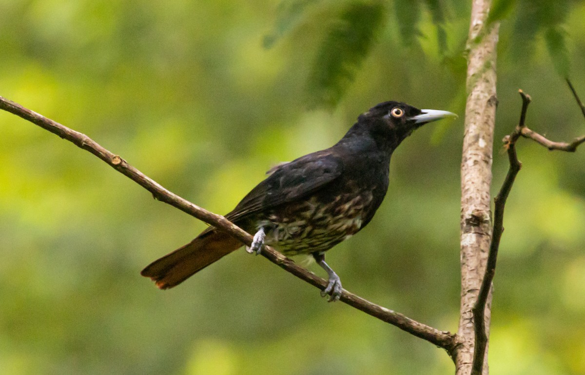 Maroon Oriole - ML622285449