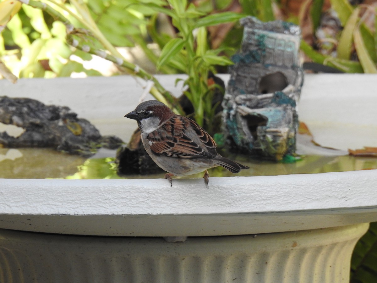 House Sparrow - ML622285451