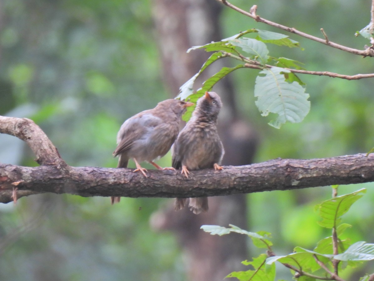 Jungle Babbler - ML622285452