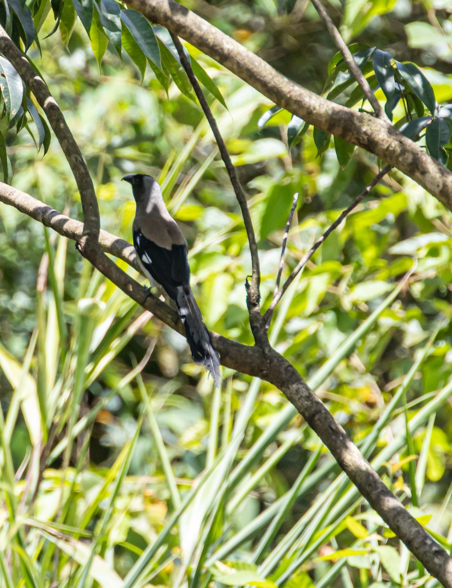 Gray Treepie - ML622285453