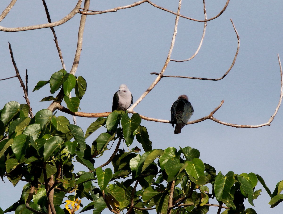 Green Imperial-Pigeon - ML622285454