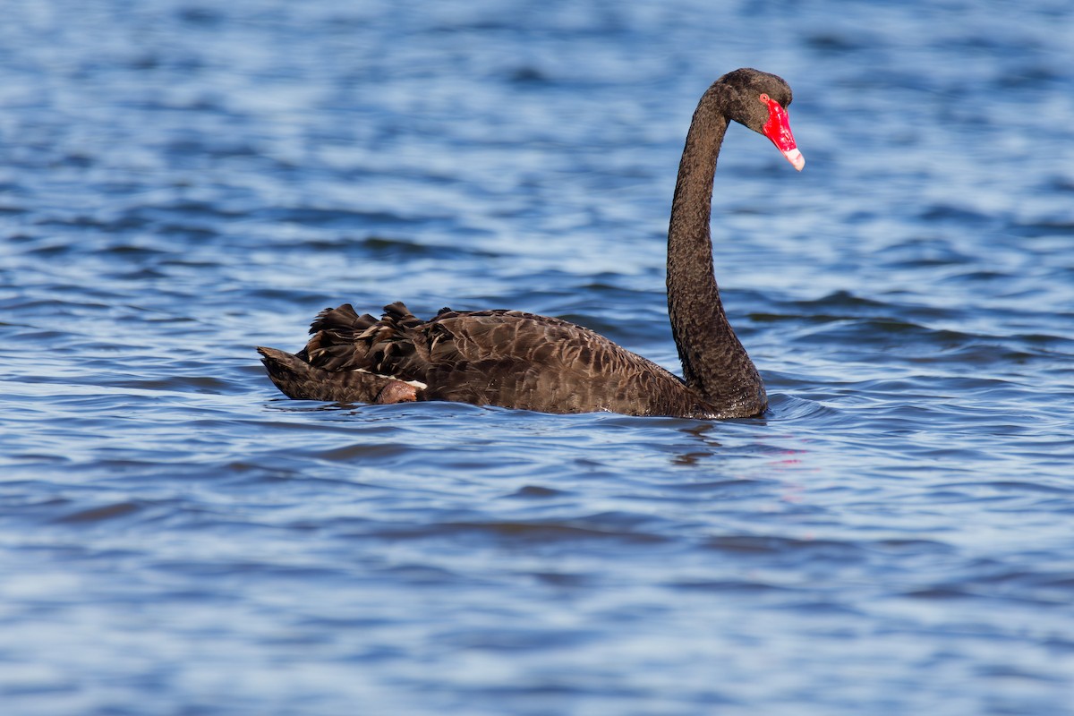 Black Swan - ML622285455