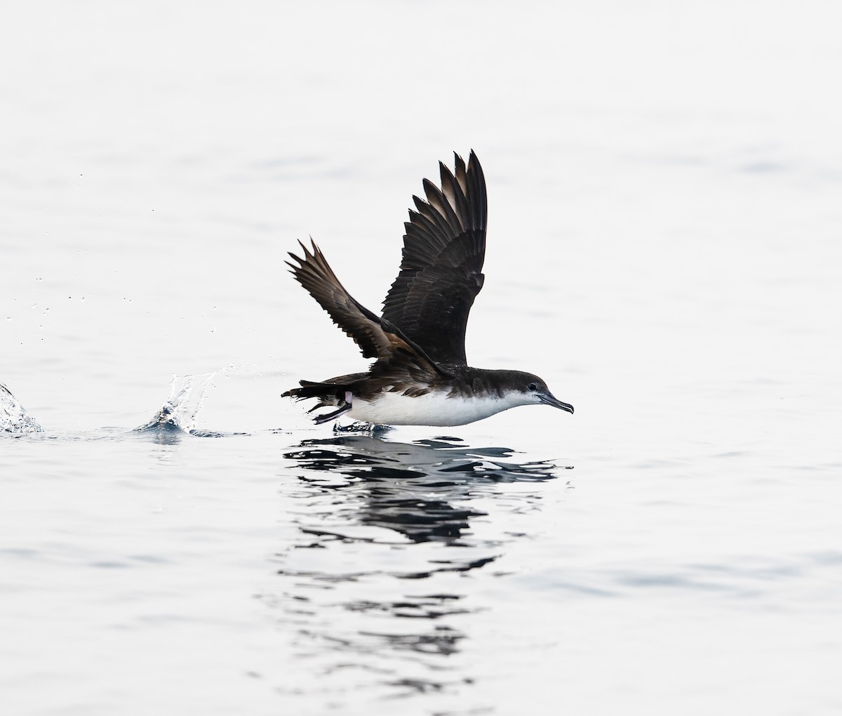 Persian Shearwater - ML622285456