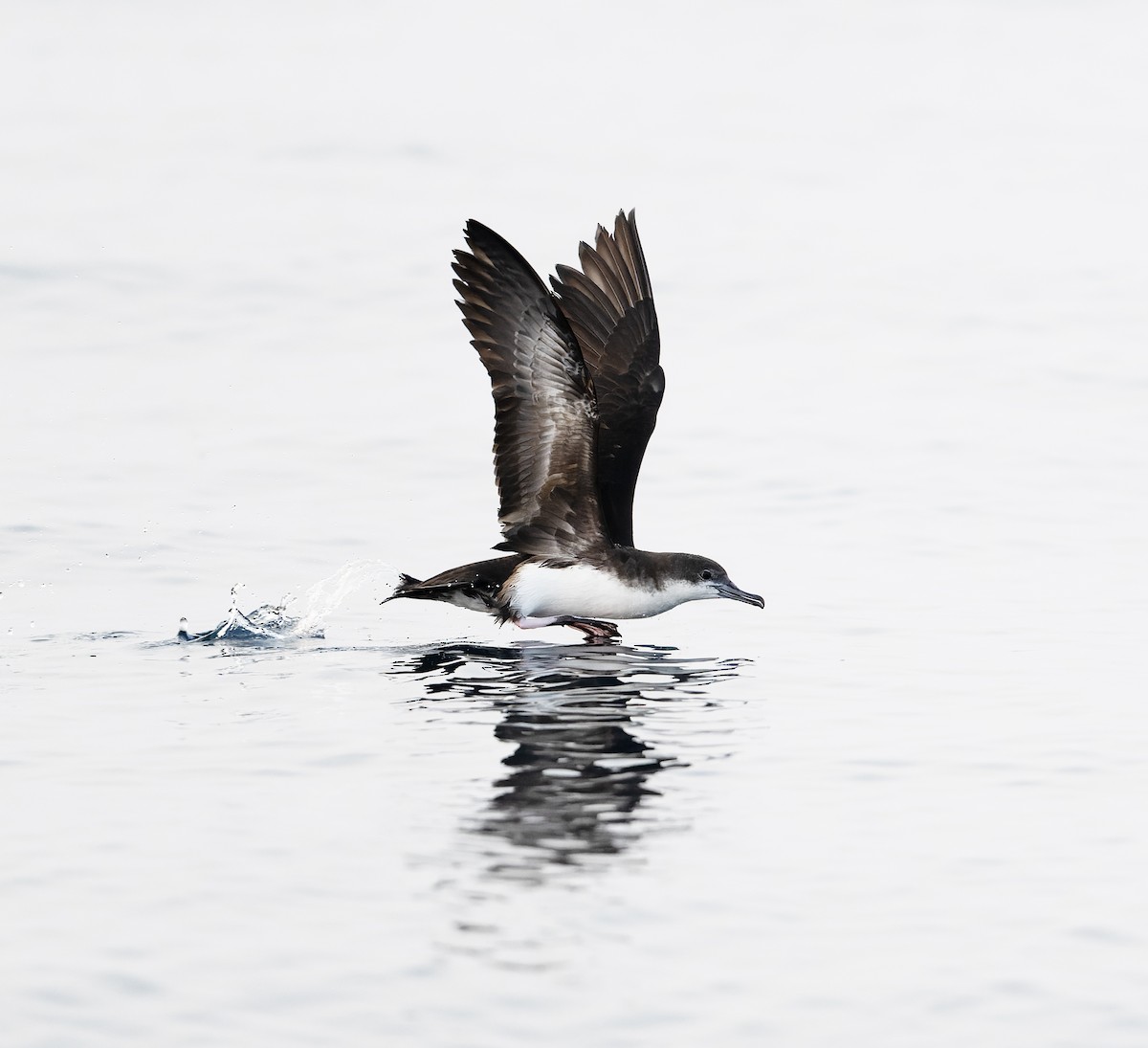 Persian Shearwater - ML622285457