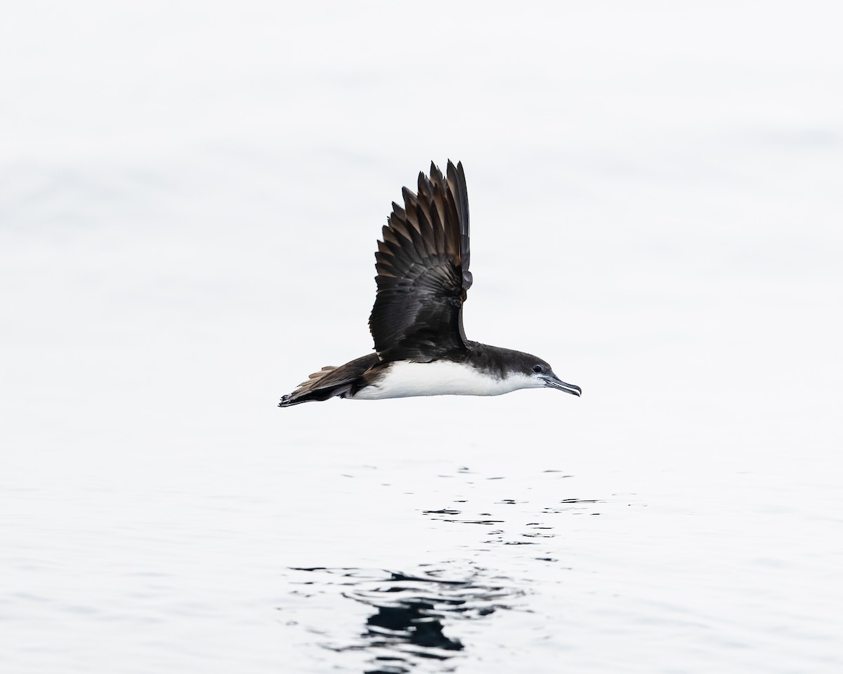 Persian Shearwater - ML622285459