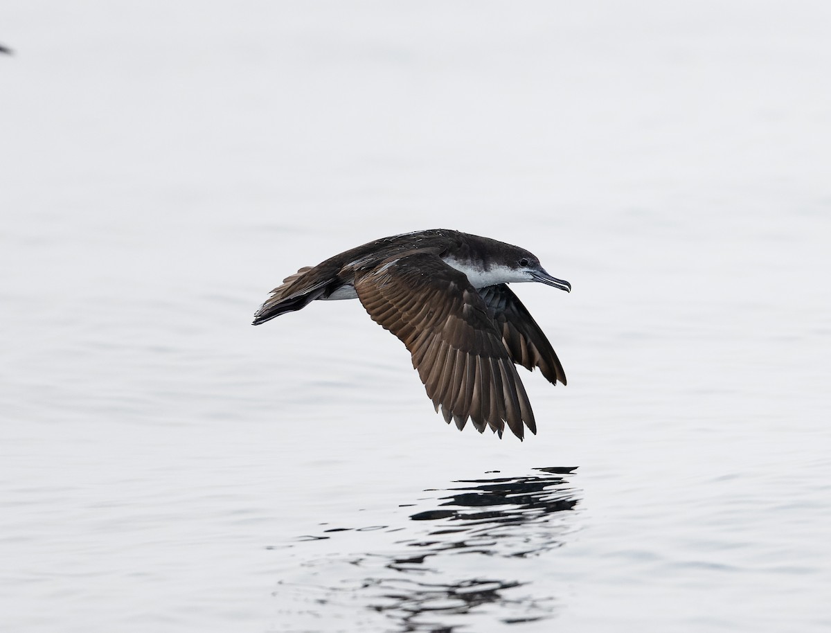 Persian Shearwater - ML622285460