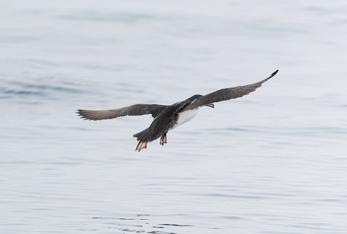 Persian Shearwater - ML622285461