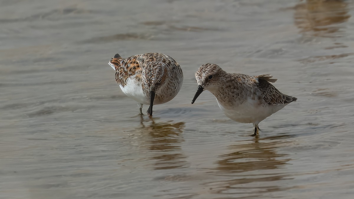 Little Stint - Markus Craig