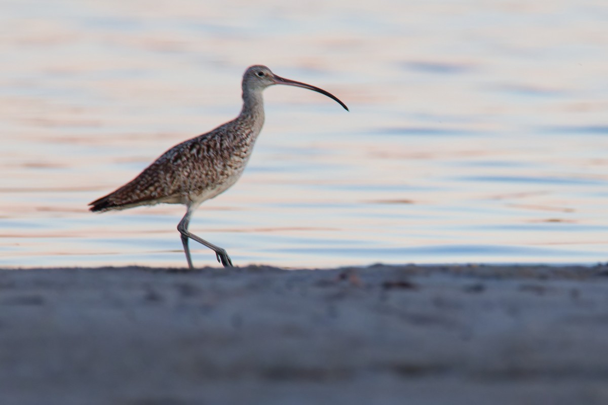 Far Eastern Curlew - ML622285463