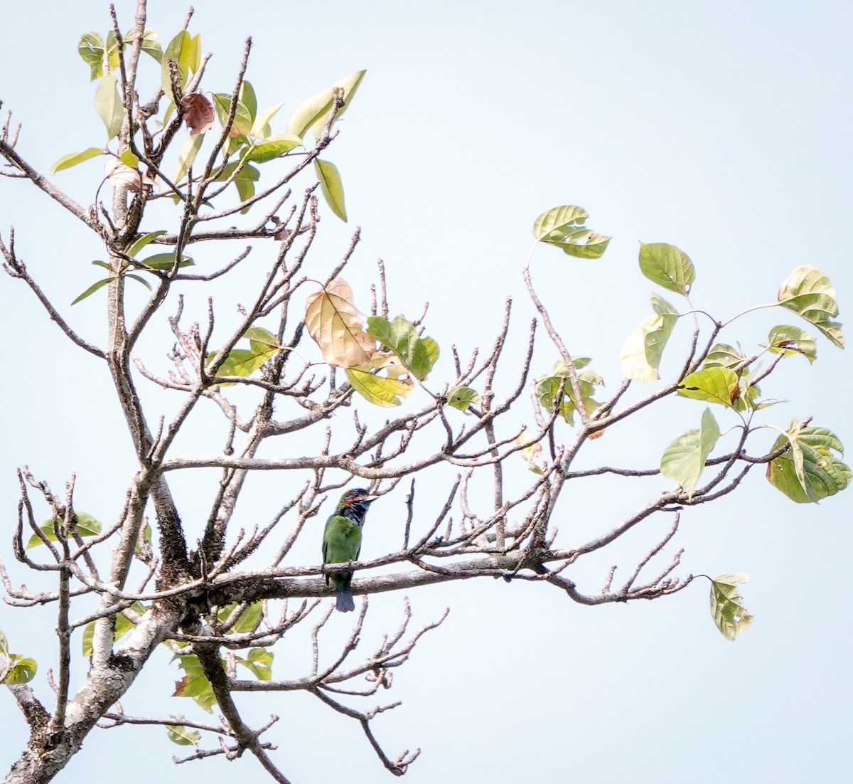 Blue-eared Barbet - ML622285464