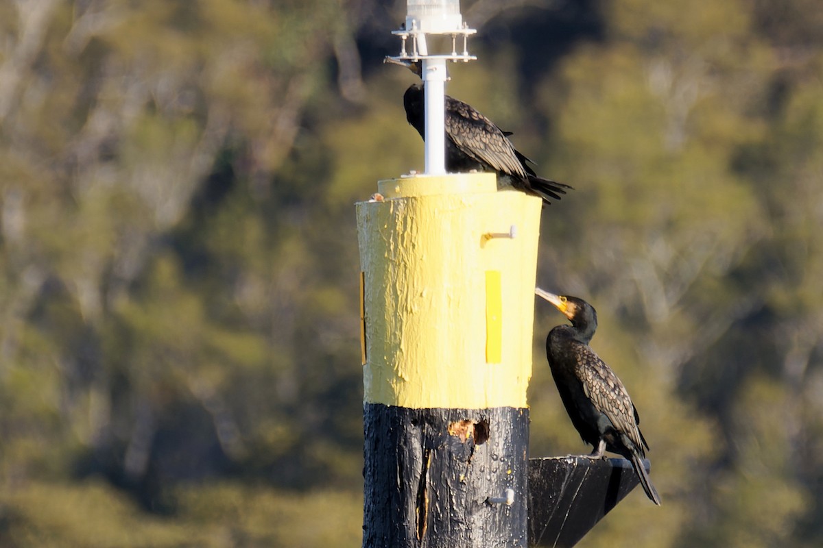 Australasian Darter - ML622285467