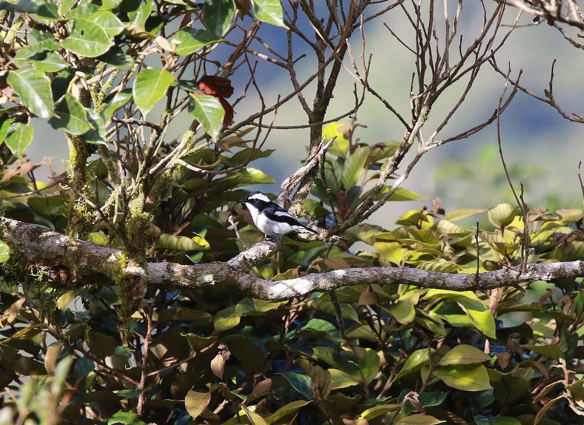 Little Pied Flycatcher - ML622285468