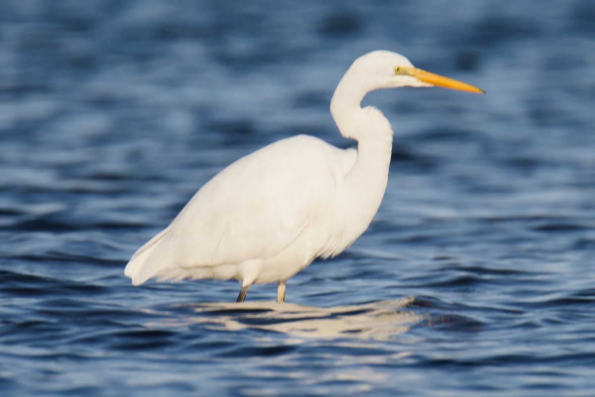 Great Egret - ML622285469