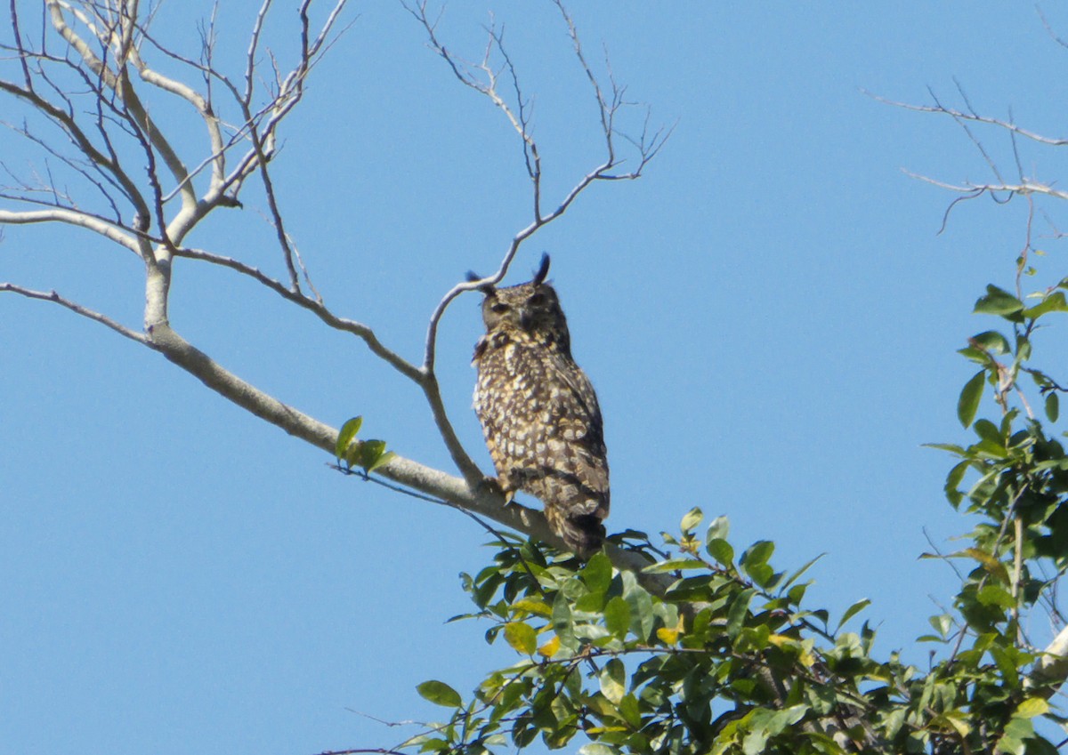 Rock Eagle-Owl - ML622285470