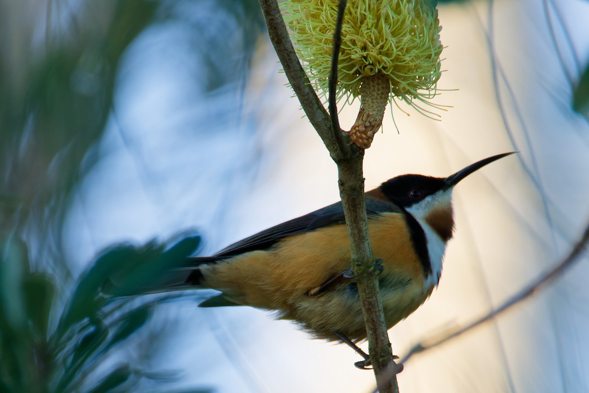 Eastern Spinebill - ML622285471