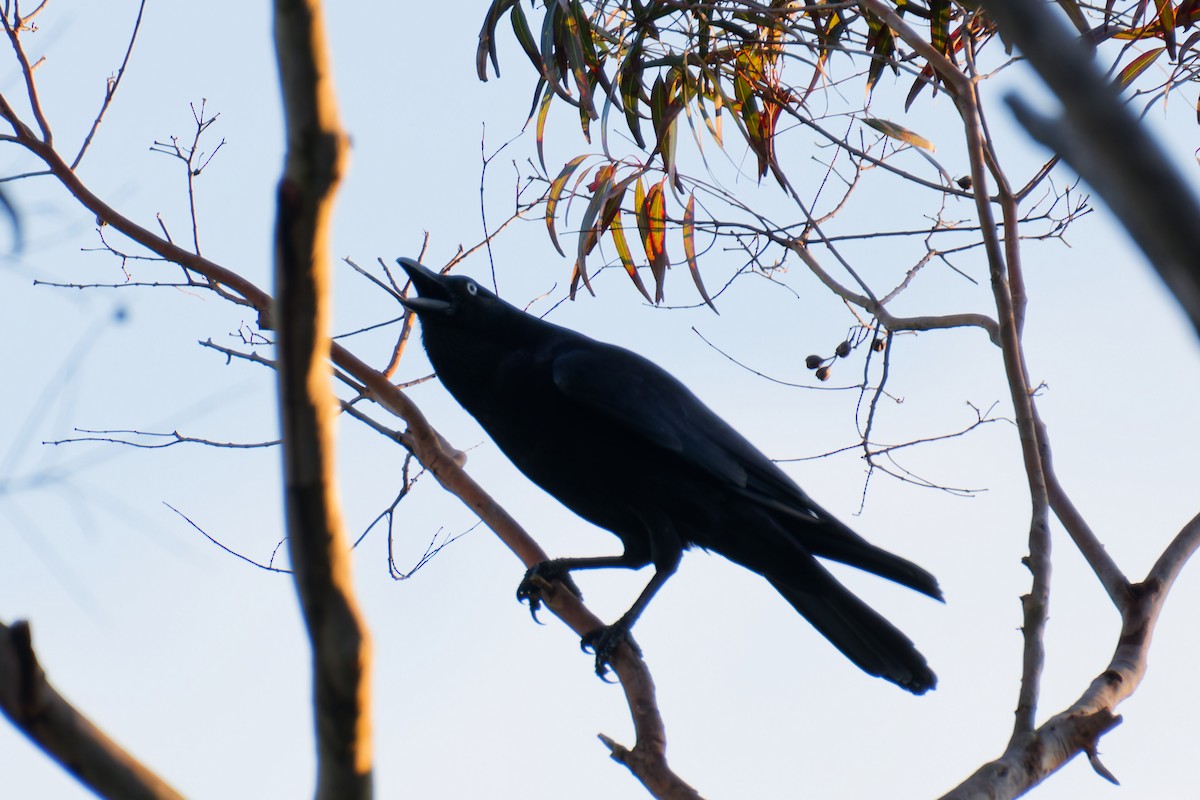 Australian Raven - ML622285472