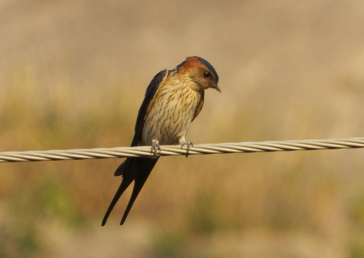 Red-rumped Swallow - ML622285476