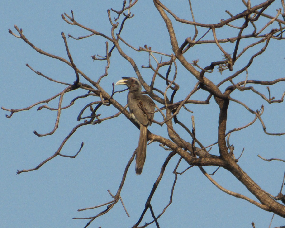 Indian Gray Hornbill - ML622285487