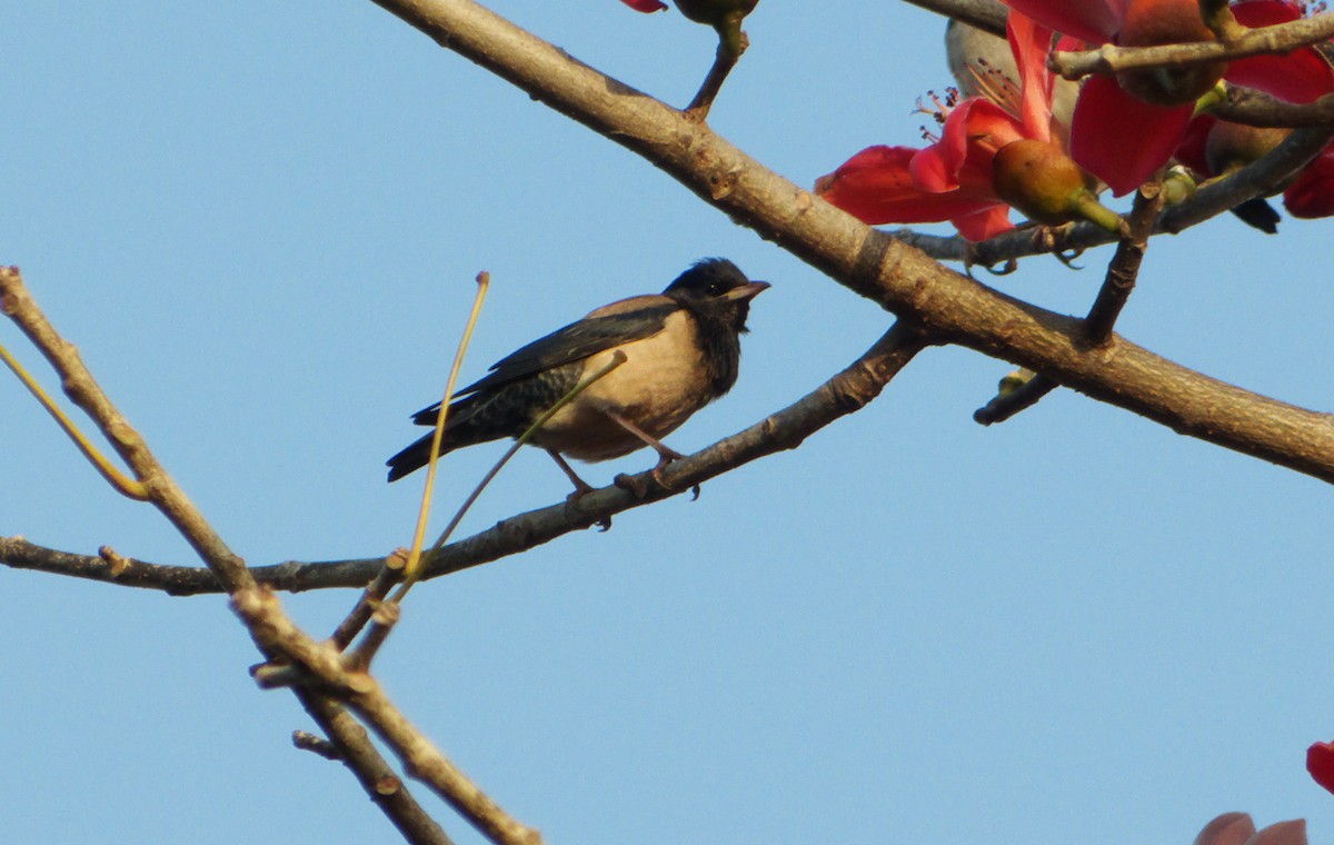 Rosy Starling - ML622285494