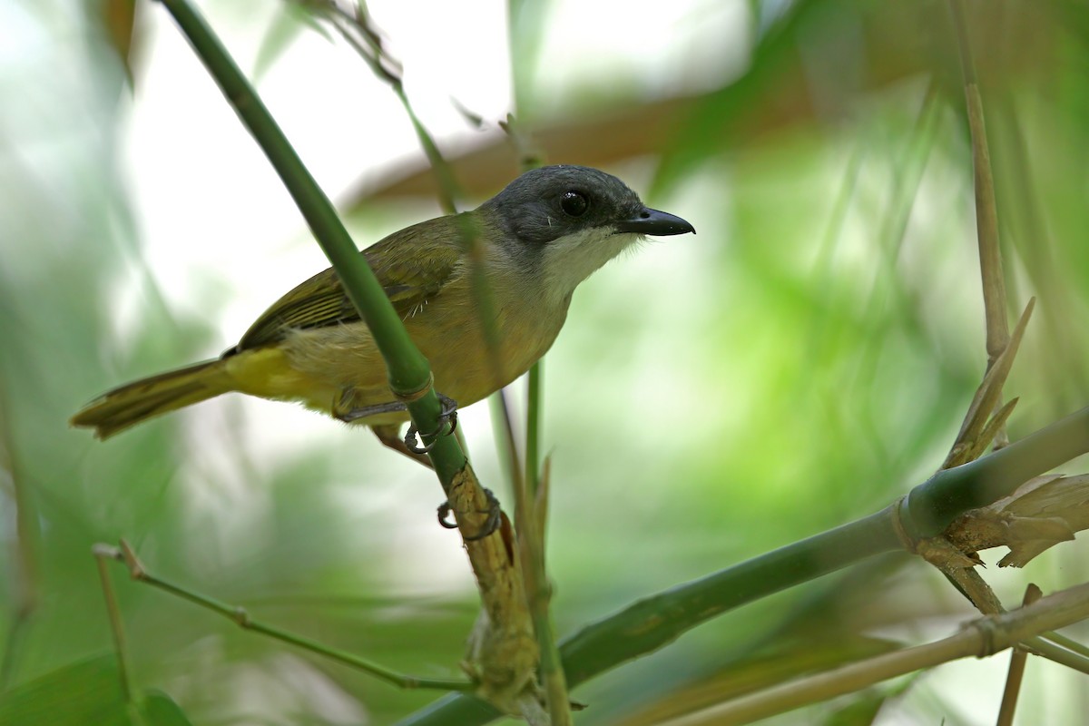 Rusty-breasted Whistler (Salayar) - ML622285535