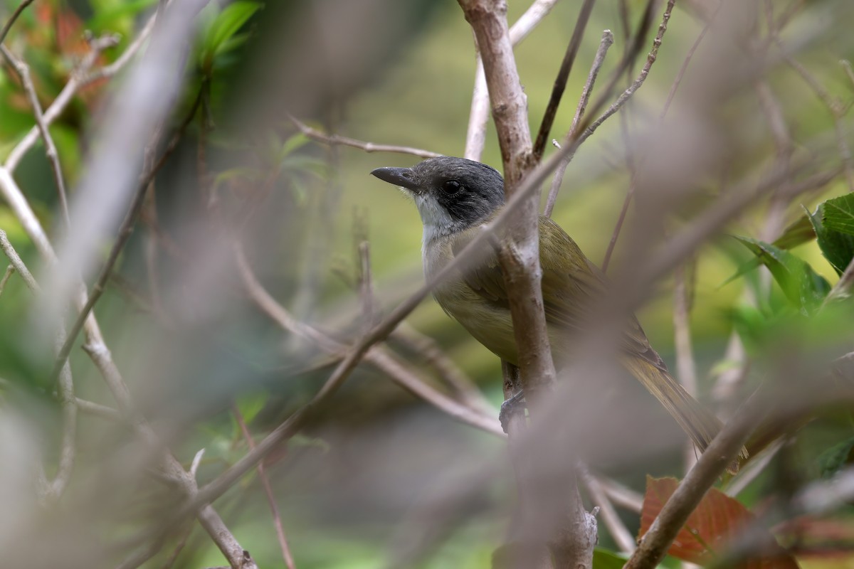 Rusty-breasted Whistler (Salayar) - ML622285536