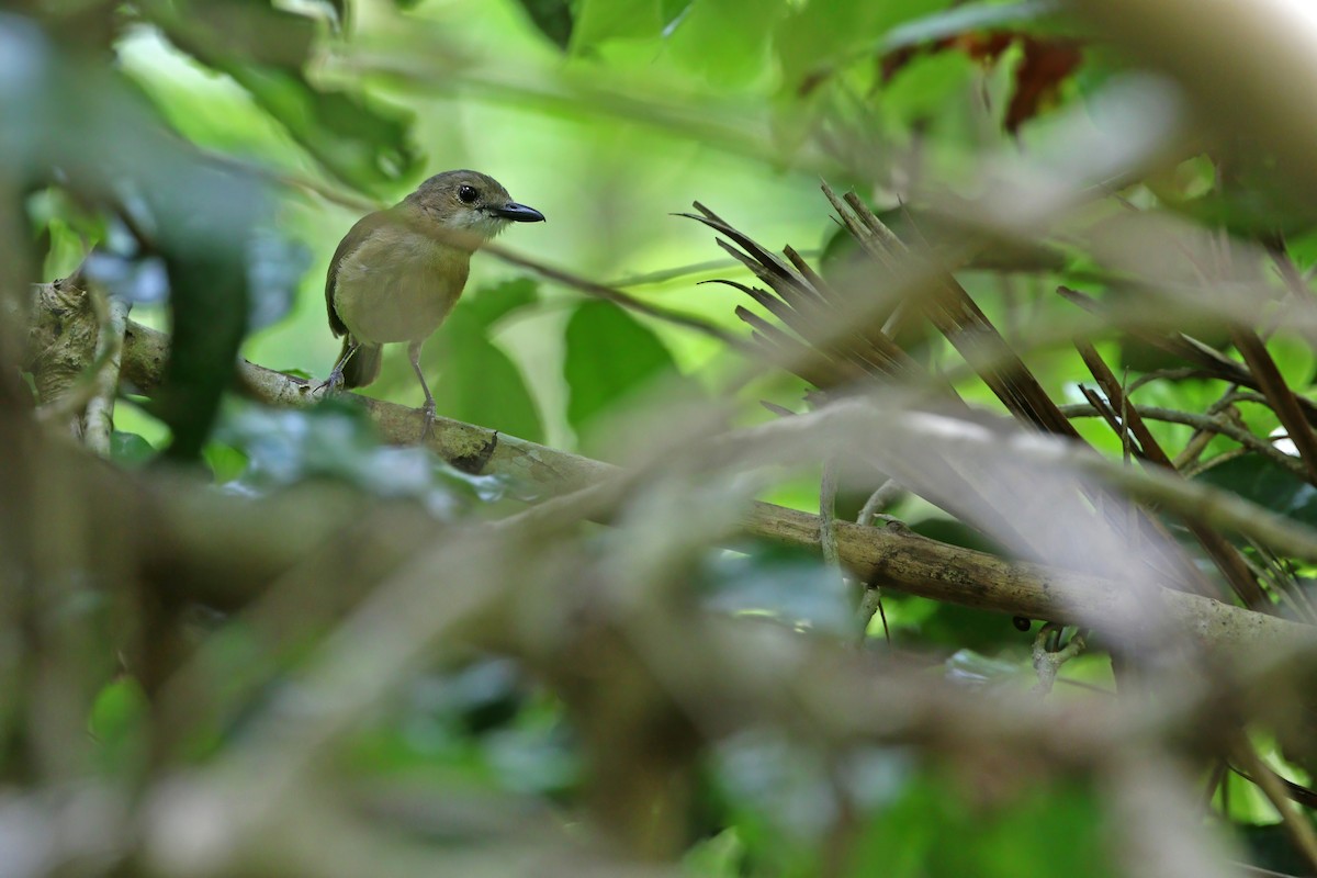 Rusty-breasted Whistler (Salayar) - ML622285537