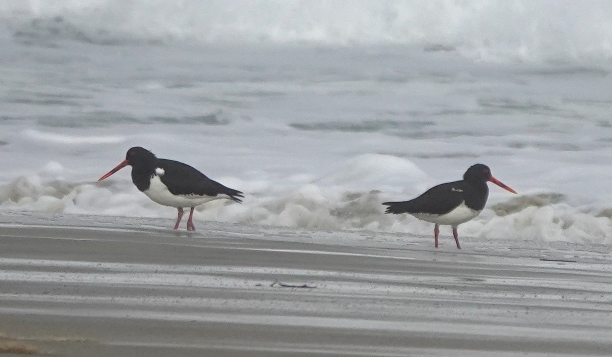 South Island Oystercatcher - ML622285538