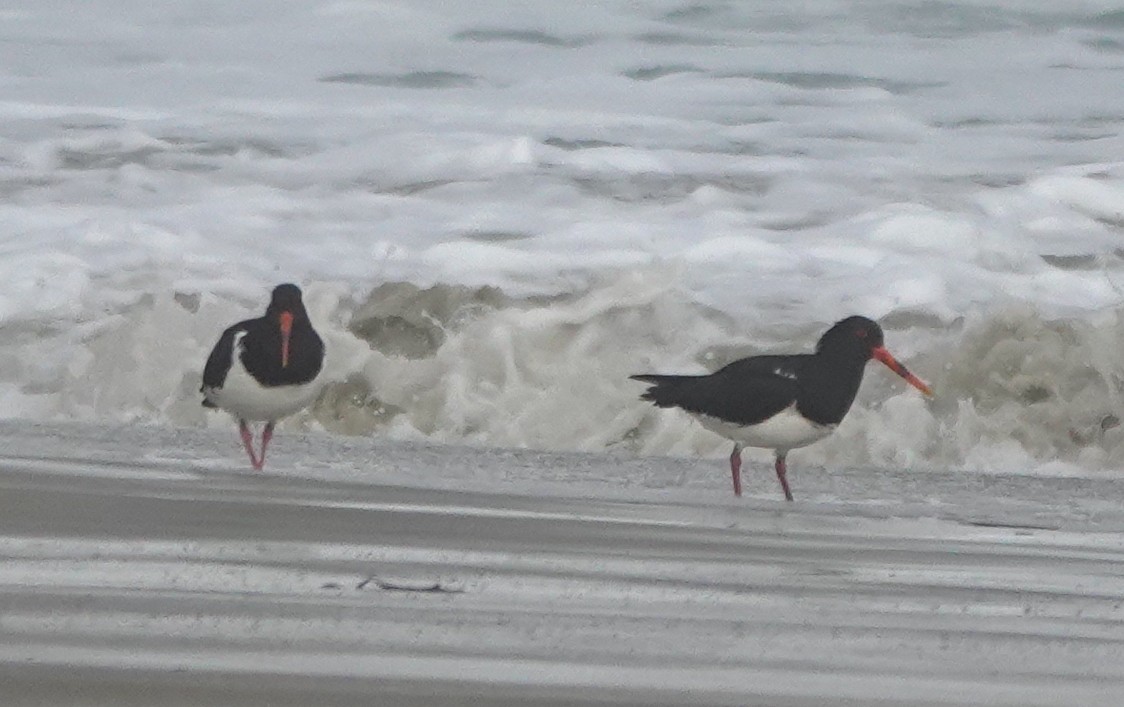 South Island Oystercatcher - ML622285539