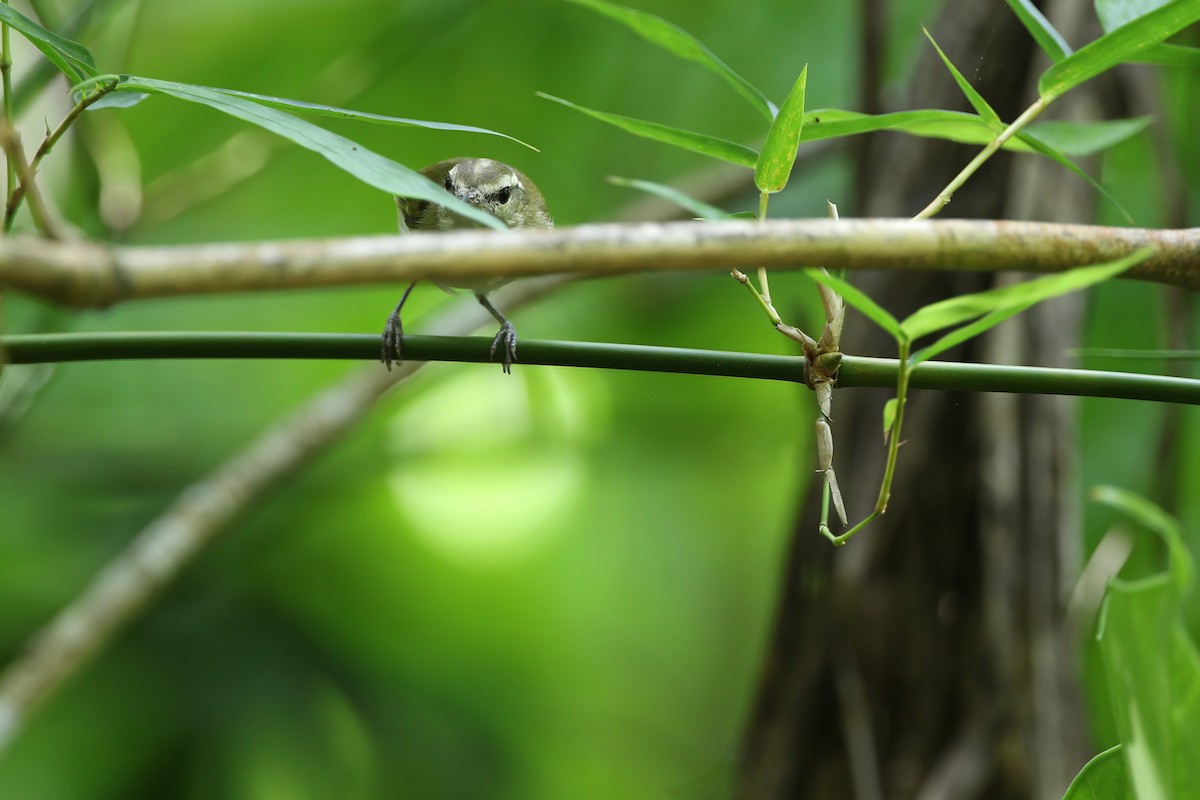 Selayar Leaf Warbler (undescribed form) - ML622285540