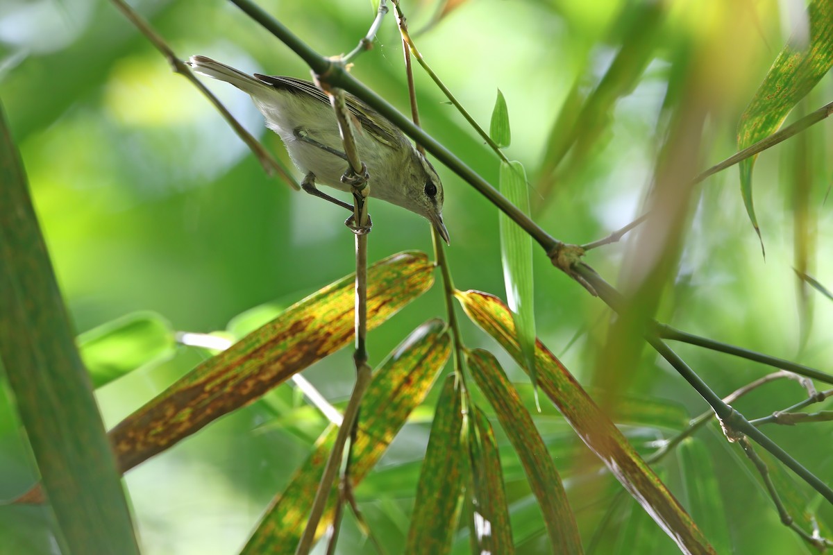 Selayar Leaf Warbler (undescribed form) - ML622285542