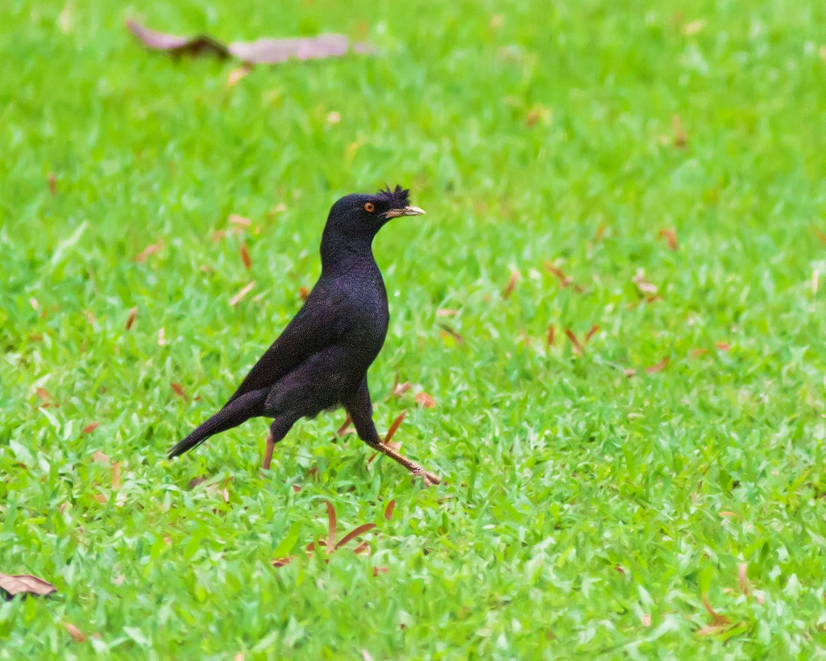 Crested Myna - ML622285553