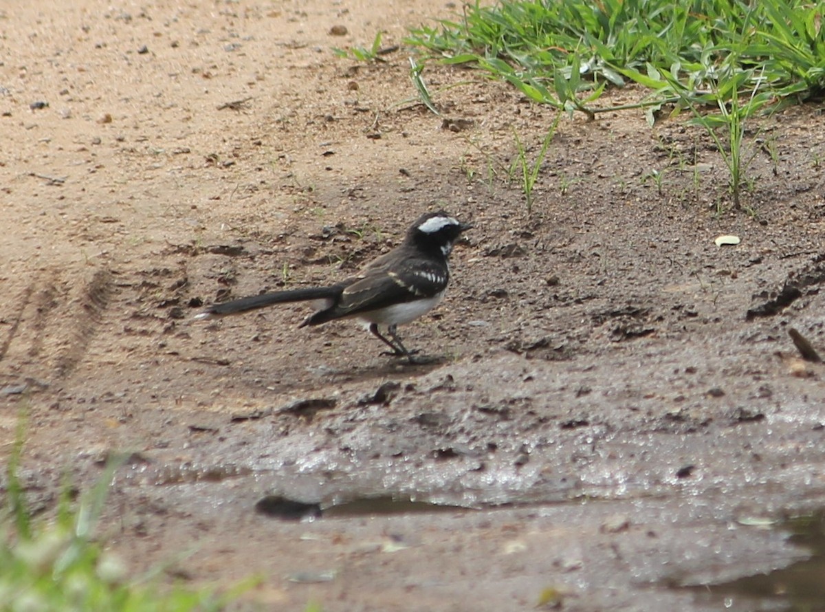 Spot-breasted/White-browed Fantail - ML622285586