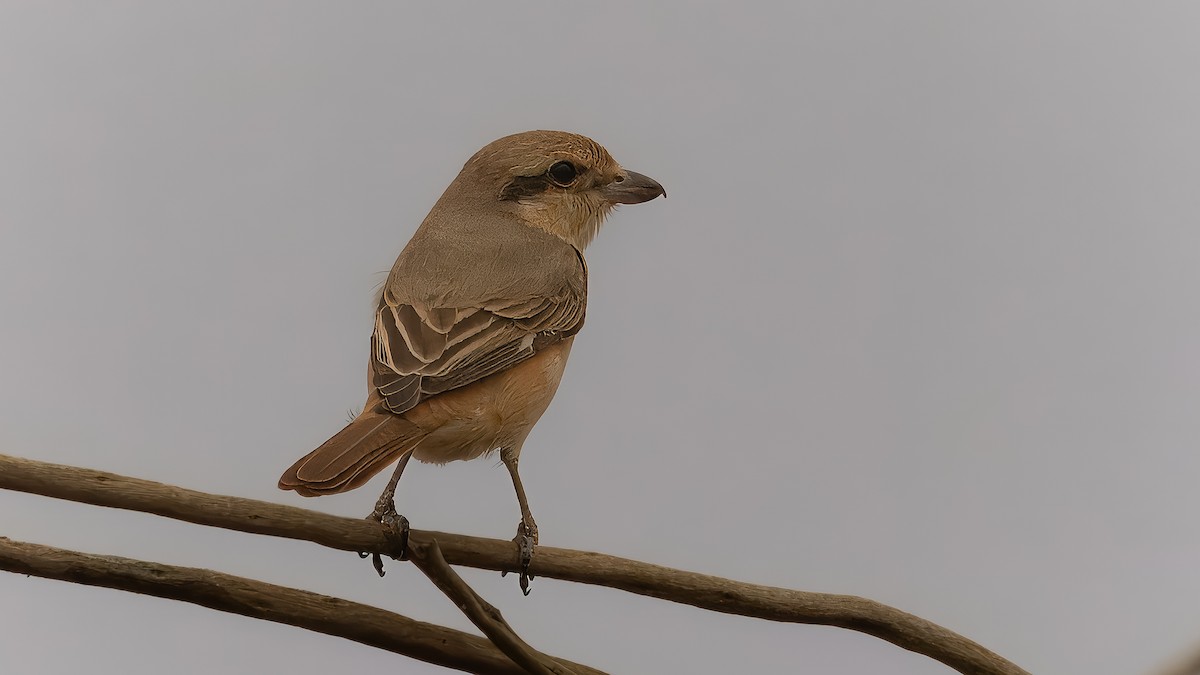 Averla isabellina (isabellinus) - ML622285588