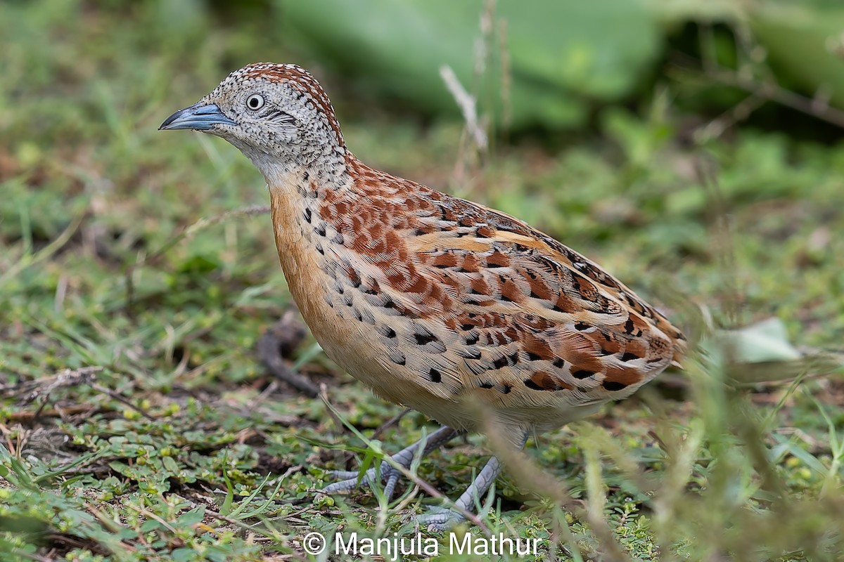 Small Buttonquail - Manjula Mathur