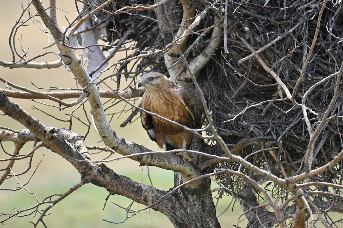 Long-legged Buzzard - ML622285630