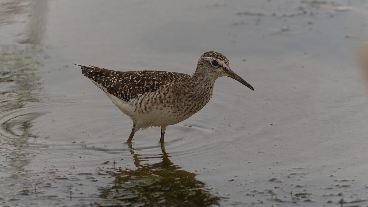 Wood Sandpiper - Markus Craig