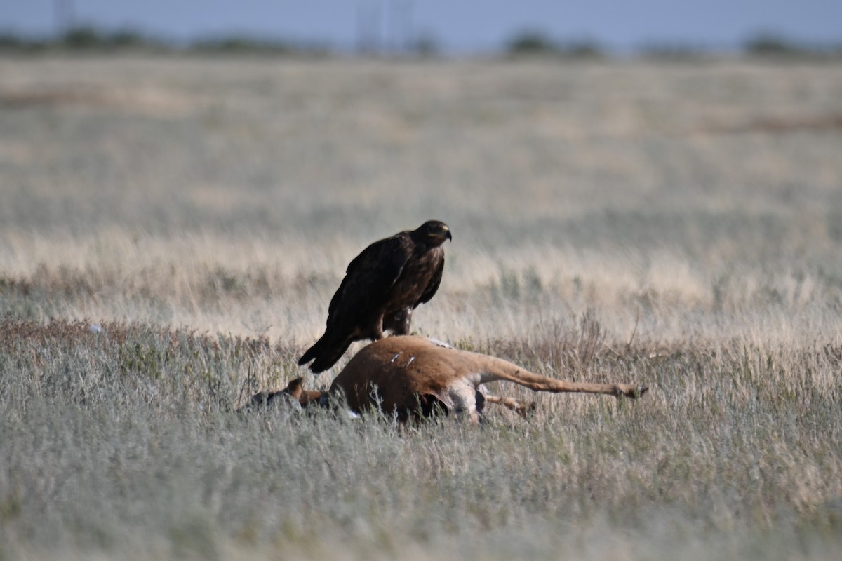 Steppe Eagle - ML622285647