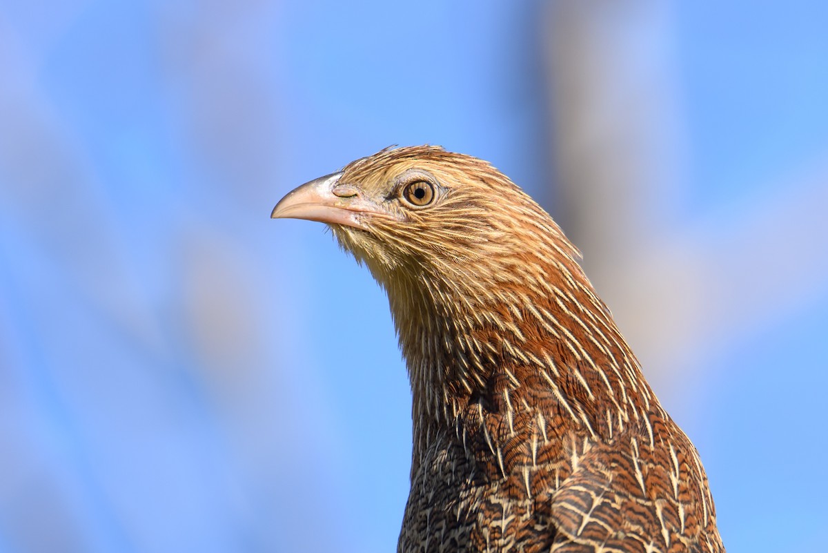 Pheasant Coucal - ML622285680